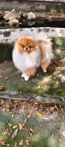 ปอมเมอเรเนียน รูปที่ 3