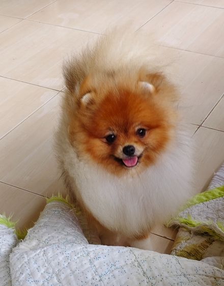 ปอมเมอเรเนียน รูปที่ 8