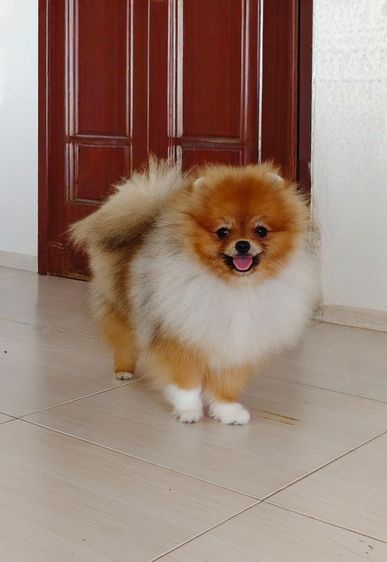 ปอมเมอเรเนียน รูปที่ 10