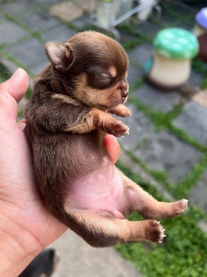 ชิวาวา (Chihuahua) เล็ก ❌ติดจอง❌ลูกชิวาว่าขนสั้นแท้เพศเมีย สีช๊อคโกแลตแทนสวยมาก