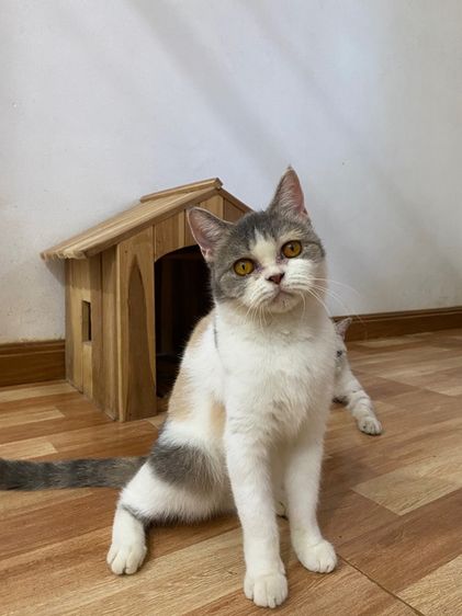 ลดประชากร สาว 3สี สก๊อตติสสวยๆ รูปที่ 7