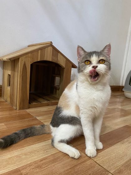 ลดประชากร สาว 3สี สก๊อตติสสวยๆ รูปที่ 5