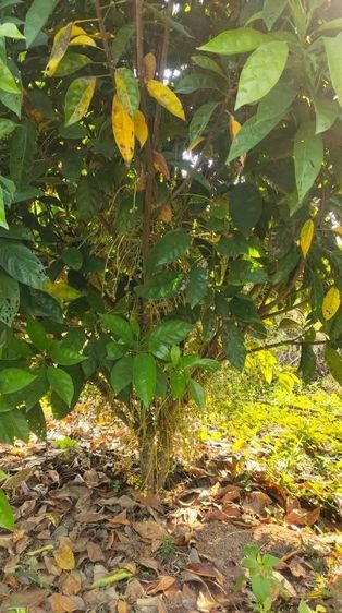 ไม่ใช่ ขายที่ดิน 8 ไร่ 300 ตารางวา ต.ภูหอ อ.ภูหลวง โฉนดครุฑแดง ขายไร่ละ 170,000 บาท รูปที่ 3