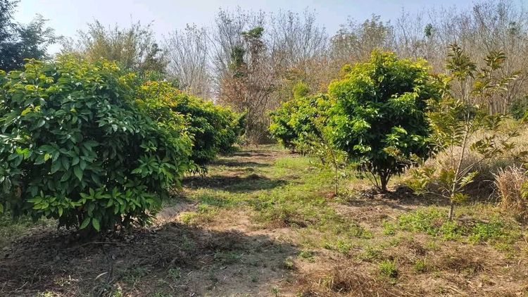 ไม่ใช่ ขายที่ดิน 8 ไร่ 300 ตารางวา ต.ภูหอ อ.ภูหลวง โฉนดครุฑแดง ขายไร่ละ 170,000 บาท รูปที่ 2