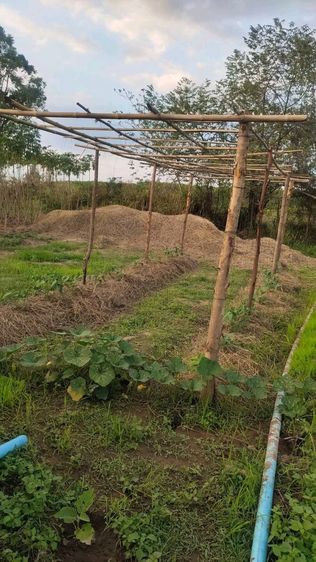 ไม่ใช่ ขายที่ดิน 8 ไร่ 300 ตารางวา ต.ภูหอ อ.ภูหลวง โฉนดครุฑแดง ขายไร่ละ 170,000 บาท รูปที่ 4