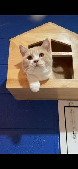 บริติช ครีมไวท์ รูปที่ 2