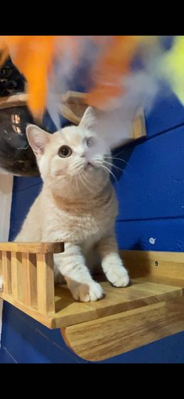 บริติช ครีม รูปที่ 2