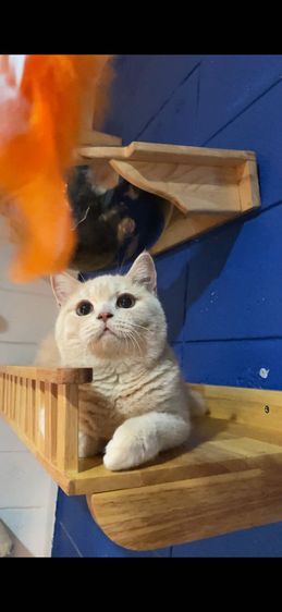 บริติช ครีม รูปที่ 4