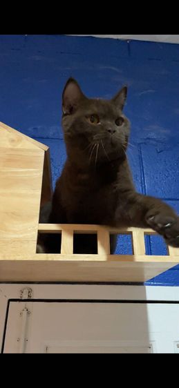 บริตช ช็อคโกแลต รูปที่ 3