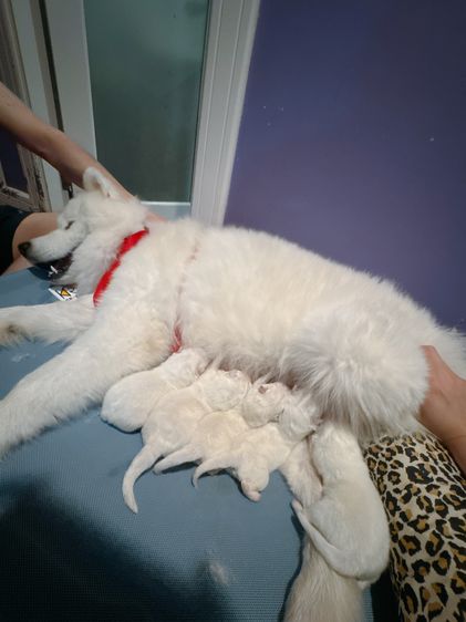 ซามอยด์ แท้ พ่อลูกแชมป์รัสเซีย จีน สายโครงสร้าง แข็งแรง รูปที่ 8