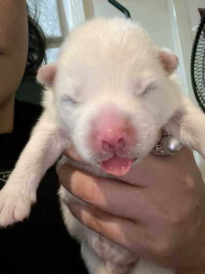 ซามอยด์ แท้ พ่อลูกแชมป์รัสเซีย จีน สายโครงสร้าง แข็งแรง รูปที่ 4