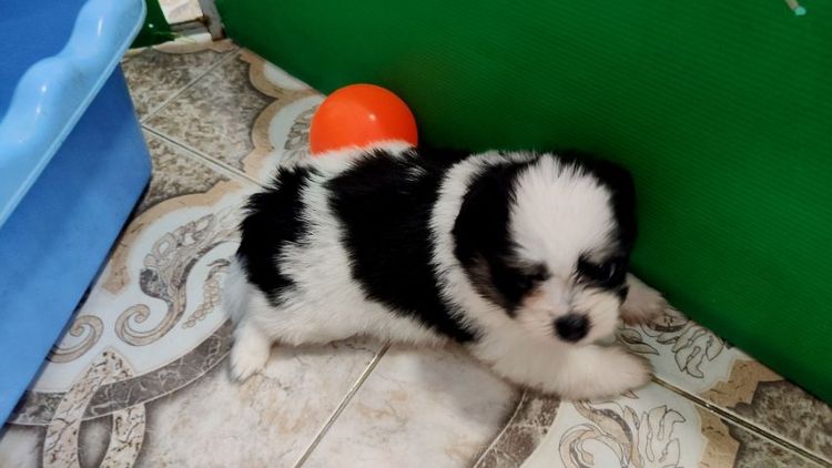 ชิสุแท้ รูปที่ 4