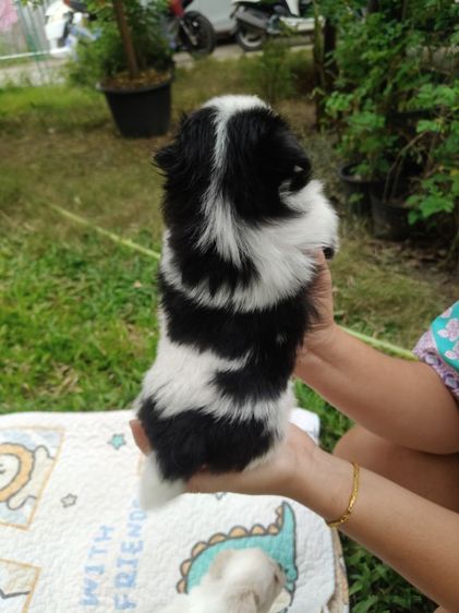 ชิสุแท้ รูปที่ 3