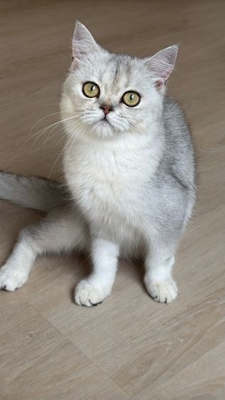 สก็อตติสแท้ หุ่นหมี  รูปที่ 7