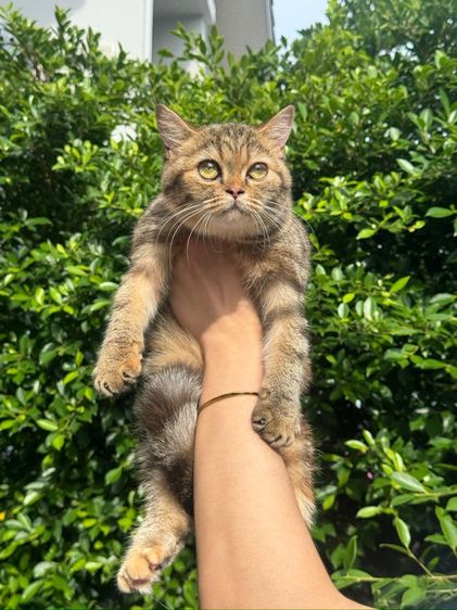 สก็อตติสแท้ หุ่นหมี  รูปที่ 2