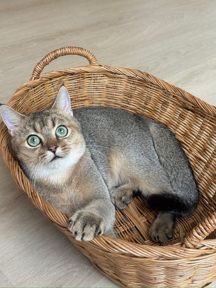 สก็อตติสแท้ หุ่นหมี  รูปที่ 3