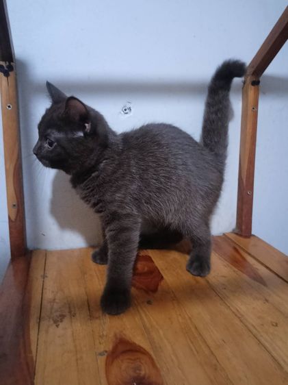 บรีตีชชอตเเฮร์ พร้อมย้าย รูปที่ 4