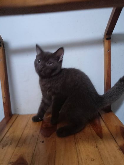 บรีตีชชอตเเฮร์ พร้อมย้าย รูปที่ 5