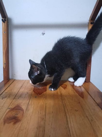 บรีตีช ชอตเเฮร์ ด.ญ. หาบ้าน รูปที่ 3