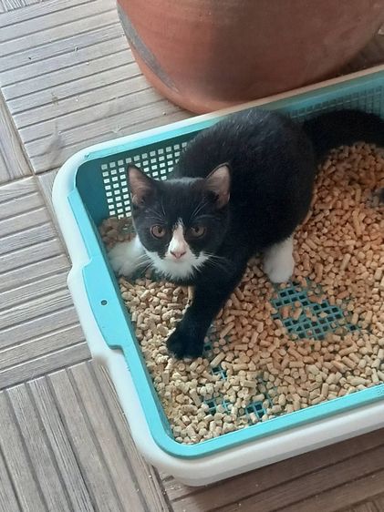 บรีตีช ชอตเเฮร์ ด.ญ. หาบ้าน รูปที่ 2