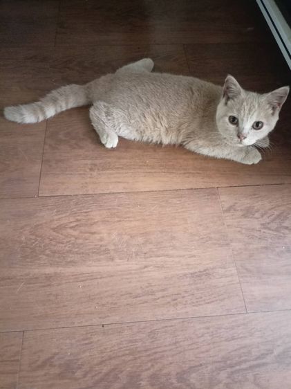 ด.ช.บรีตีช ครีม น้องข้าวพอง พร้อมย้ายบ้าน รูปที่ 2