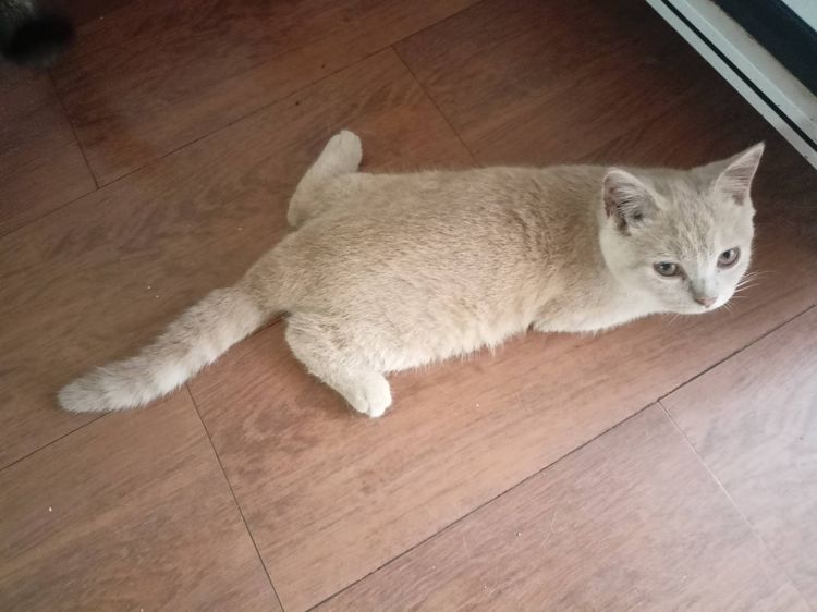 ด.ช.บรีตีช ครีม น้องข้าวพอง พร้อมย้ายบ้าน