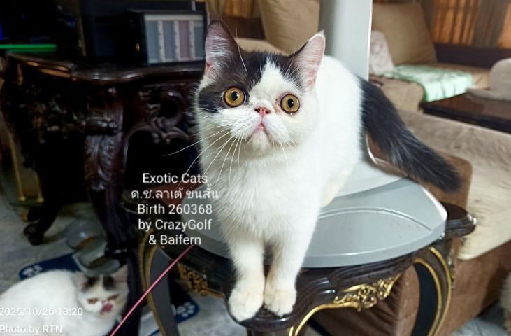 Exotic Cats รูปที่ 8