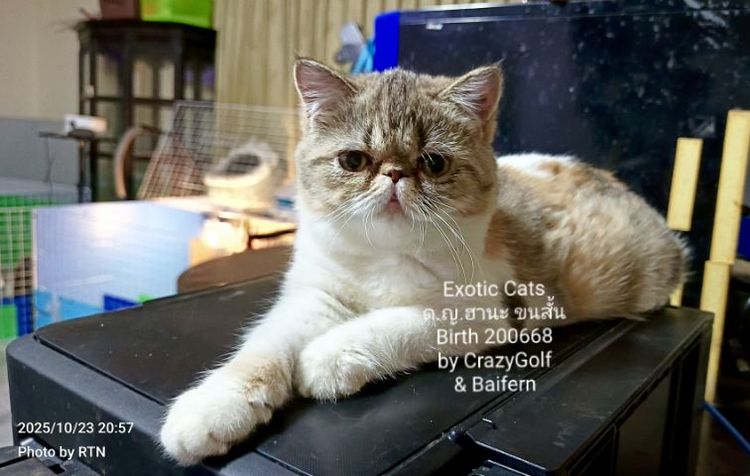 Exotic Cats รูปที่ 14