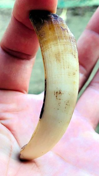 เขี้ยว🐗ป่าหักตันกระเด็น รูปที่ 3