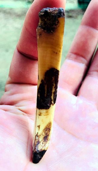 เขี้ยว🐗ป่าหักตันกระเด็น รูปที่ 4