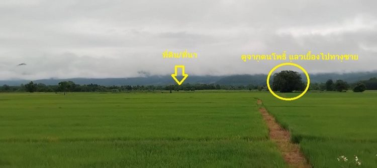 ขาย ที่ดิน ที่นา ทุ่งสามหมอน (ราคาต่อไร่) รูปที่ 4