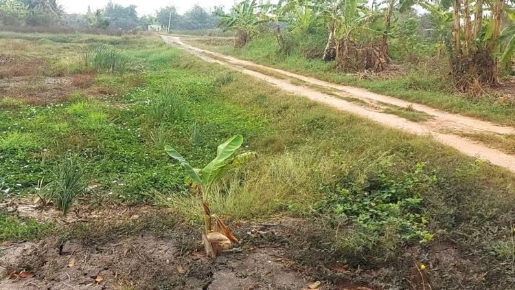 ขายที่ดินท่าไข่ 4 ไร่ 2 งาน จ.ฉะเชิงเทรา ที่ดินเพื่อการลงทุน ที่ดินเผื่อการเกษตร เจ้าของขายเอง  รูปที่ 4