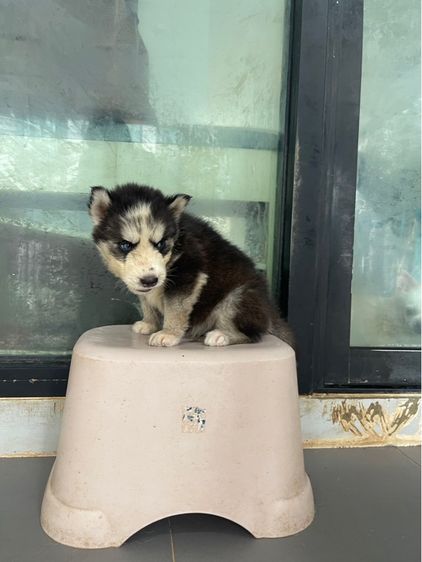 ไซบีเรียนฮักกี้ รูปที่ 3