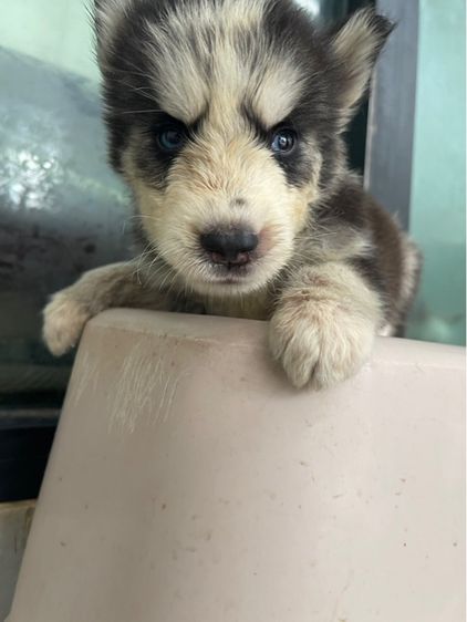 ไซบีเรียนฮักกี้ รูปที่ 2