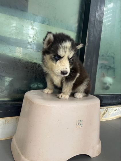 ไซบีเรียนฮักกี้ รูปที่ 5