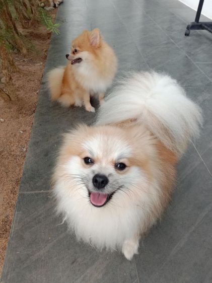 ปอมแท้💯🔥 รูปที่ 18