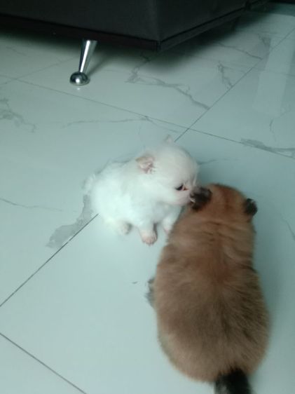 ปอมแท้💯🔥 รูปที่ 15