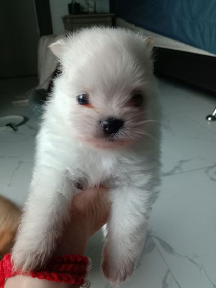 ปอมแท้💯🔥 รูปที่ 10