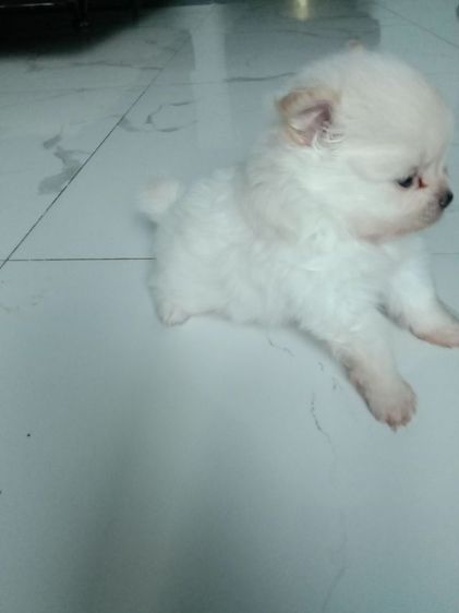 ปอมแท้💯🔥 รูปที่ 8