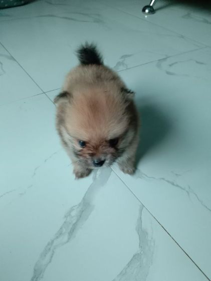 ปอมแท้💯🔥 รูปที่ 12