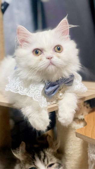 หาบ้านให้น้องแมวสีขาวขนฟู รูปที่ 4