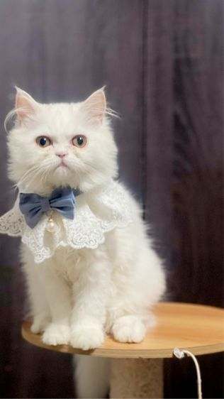 หาบ้านให้น้องแมวสีขาวขนฟู รูปที่ 3
