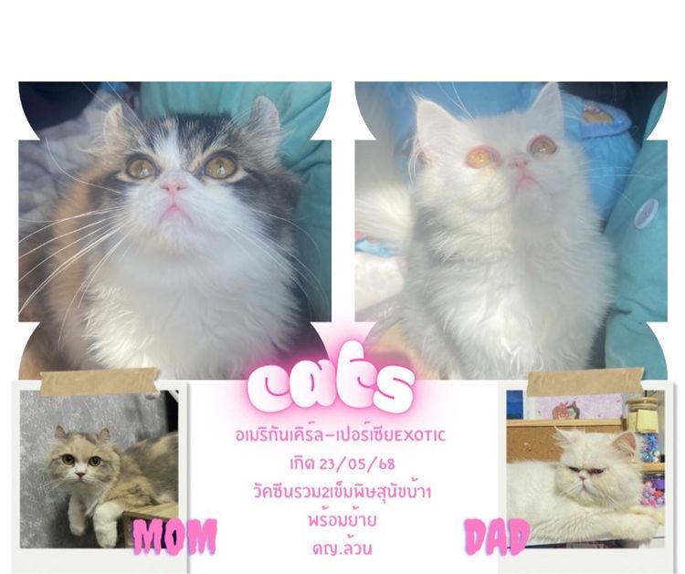 หาบ้านให้น้องแมวสีขาวขนฟู รูปที่ 5