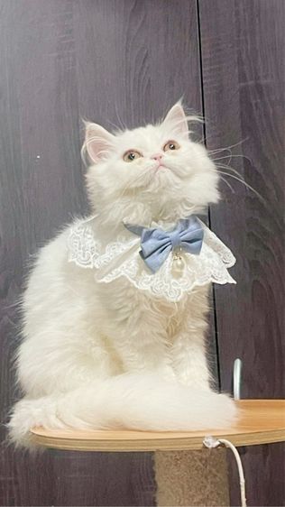 หาบ้านให้น้องแมวสีขาวขนฟู รูปที่ 2