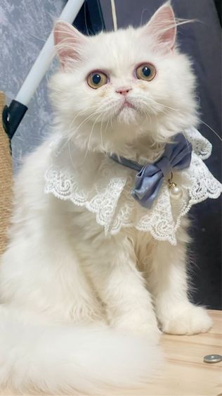 เปอร์เซีย (Persian) หาบ้านให้น้องแมวสีขาวขนฟู