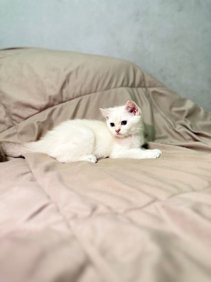 น้องแมว บริติชชอร์ตแฮร์ รูปที่ 6