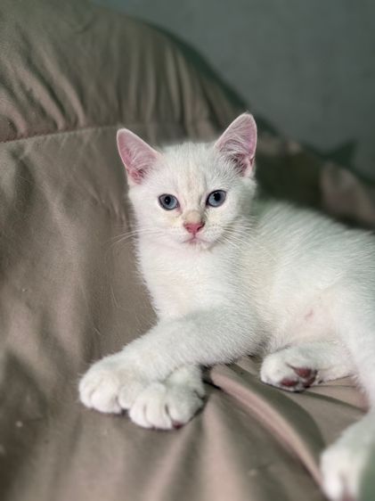 บริติช ชอร์ตแฮร์ (British Shorthair) น้องแมว บริติชชอร์ตแฮร์