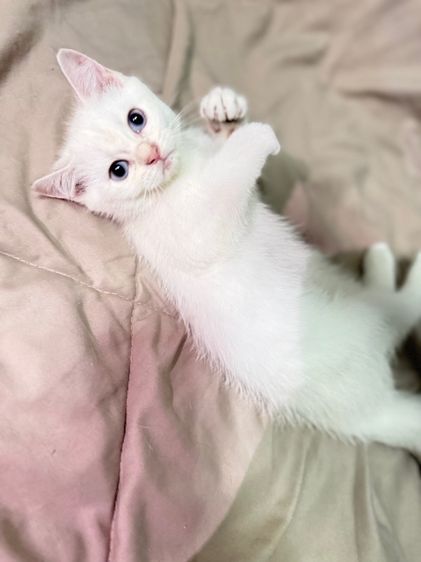 น้องแมว บริติชชอร์ตแฮร์ รูปที่ 7