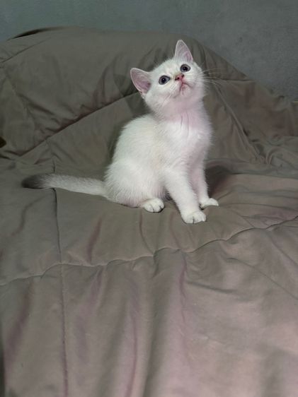 น้องแมว บริติชชอร์ตแฮร์ รูปที่ 3