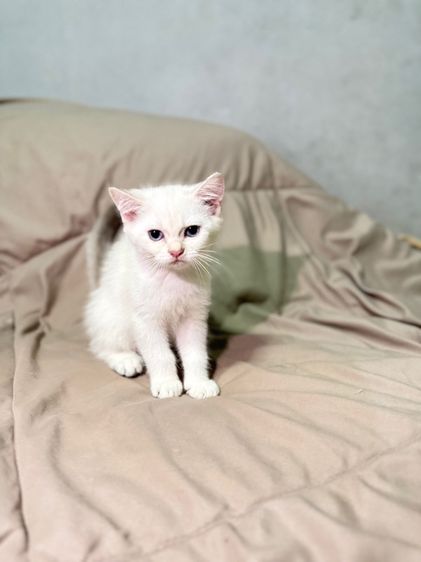 น้องแมว บริติชชอร์ตแฮร์ รูปที่ 5